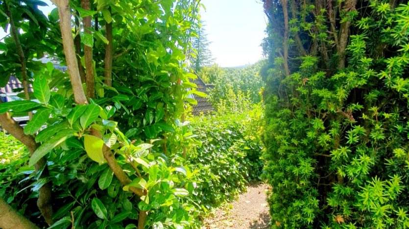 Schmaler Weg zwischen üppigem, grünem Gehölz und Sträuchern, bei sonnigem Wetter.